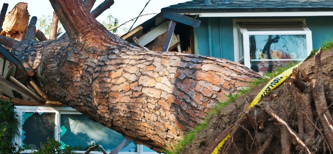 a tree that fell onto a house and destroyed it