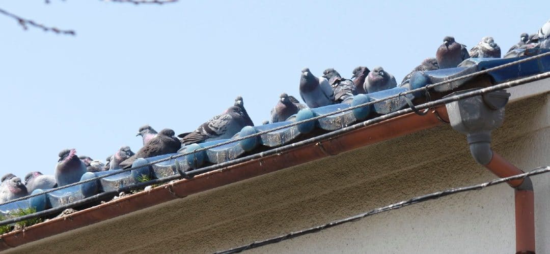 dozens of birds nesting on a rooftop