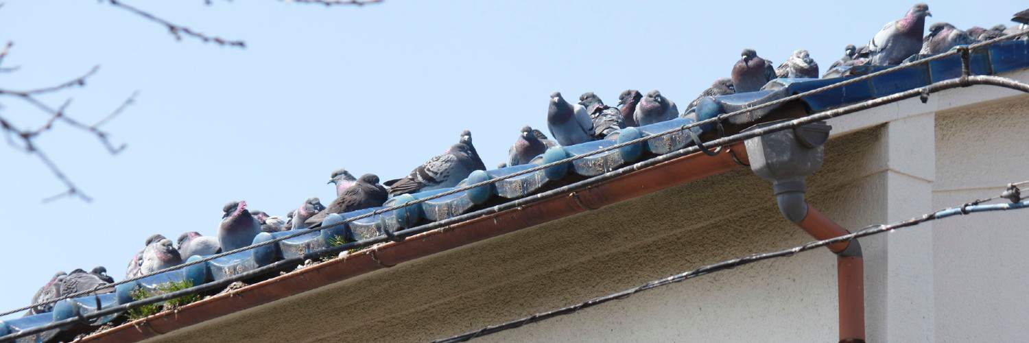 dozens of birds nesting on a rooftop